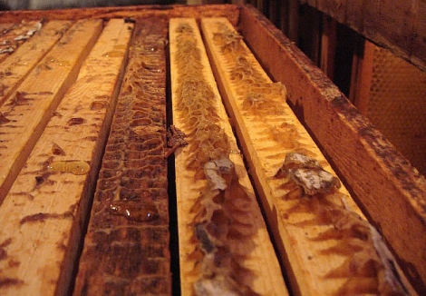 Прополис 10 гр