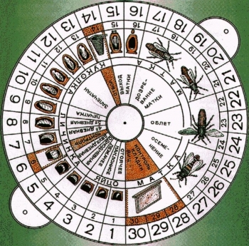 Календарь вывода пчеломаток