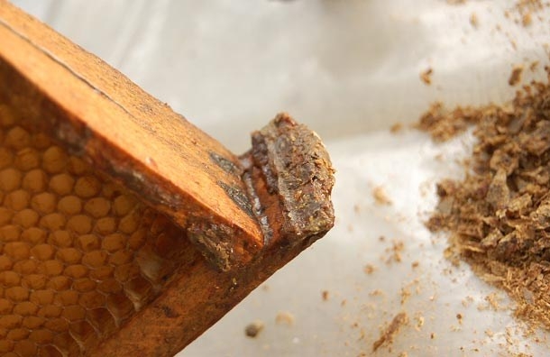 Прополис 10 гр