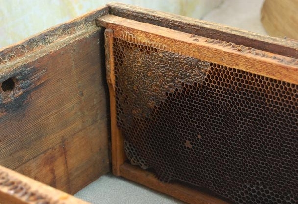 Прополис 10 гр