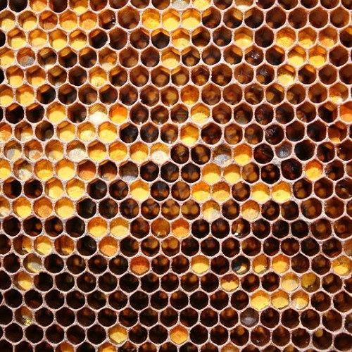 Перга 100 гр. Урожай 2025 года.