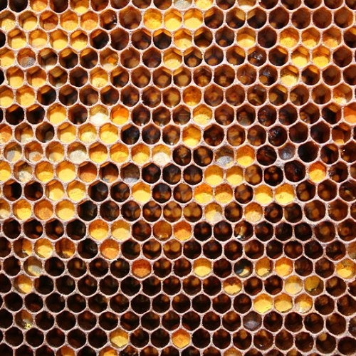 Перга 100 гр. Урожай 2025 года.